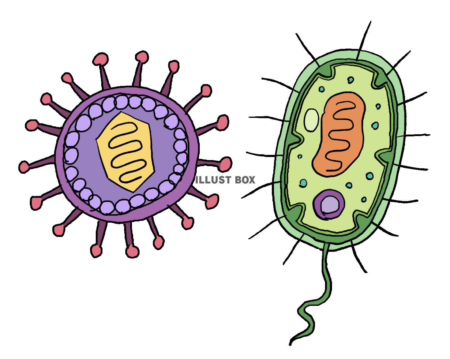 細菌とウイルスの違い